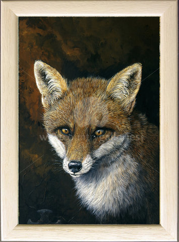 Image of Vixen, A portrait of our rescued three legged fox Tripod 